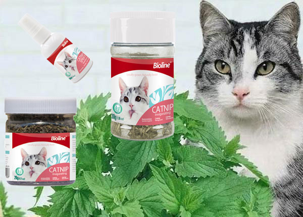 貓薄荷知識(shí)百科